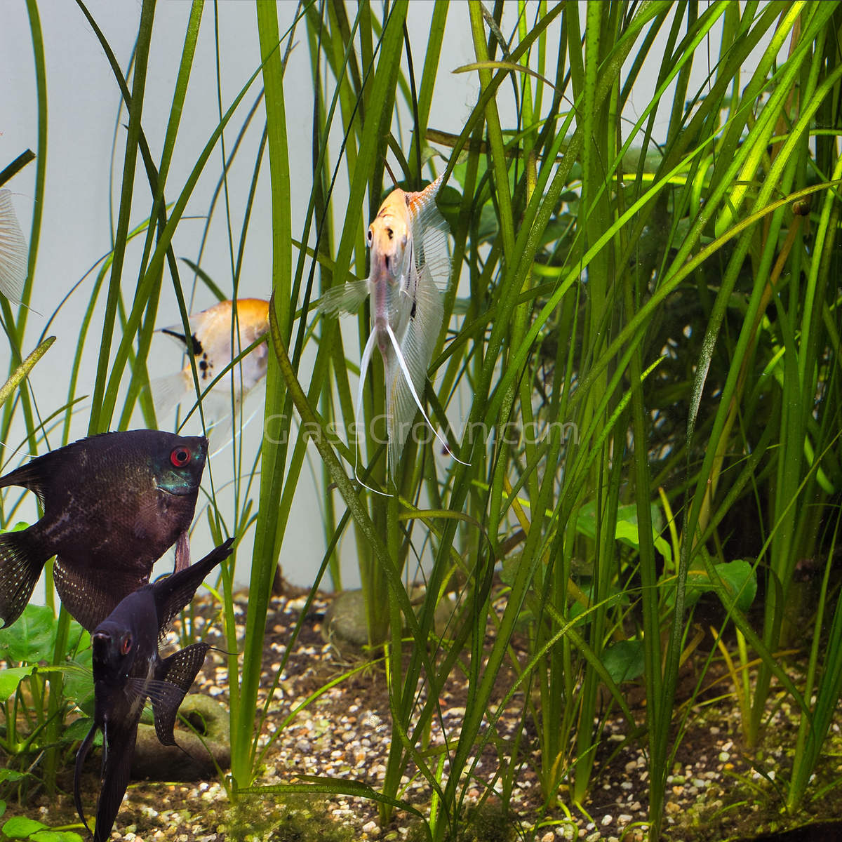 Mopane Congo Driftwood  3 Pack