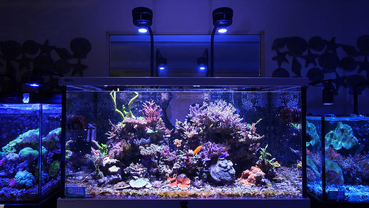 Kessil a500x blue manufacturer feature image