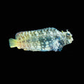 Lawnmower Blenny – Salarias fasciatus