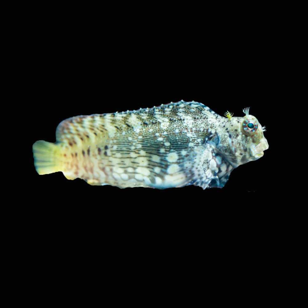 Lawnmower Blenny – Salarias fasciatus