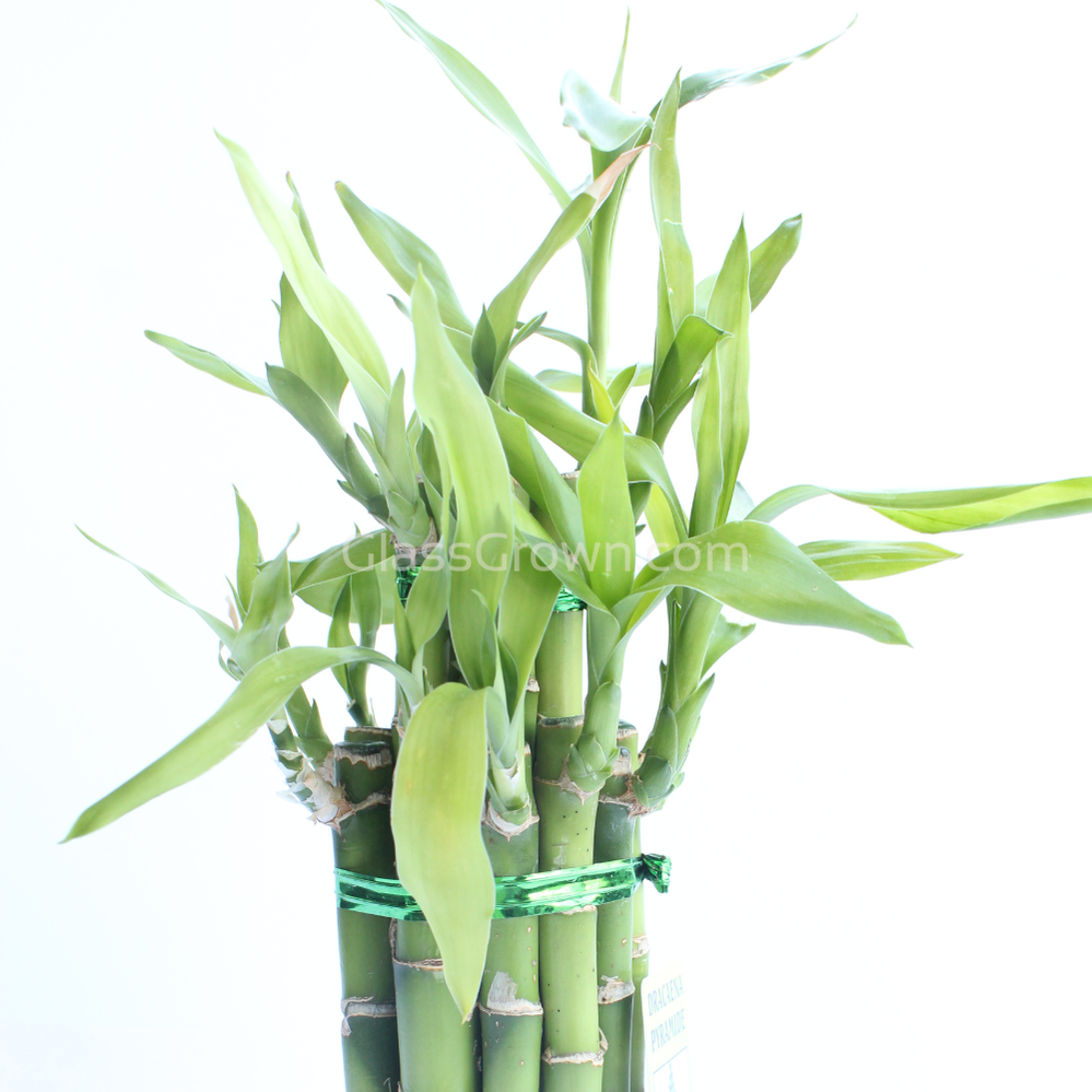 Lucky Bamboo Plant