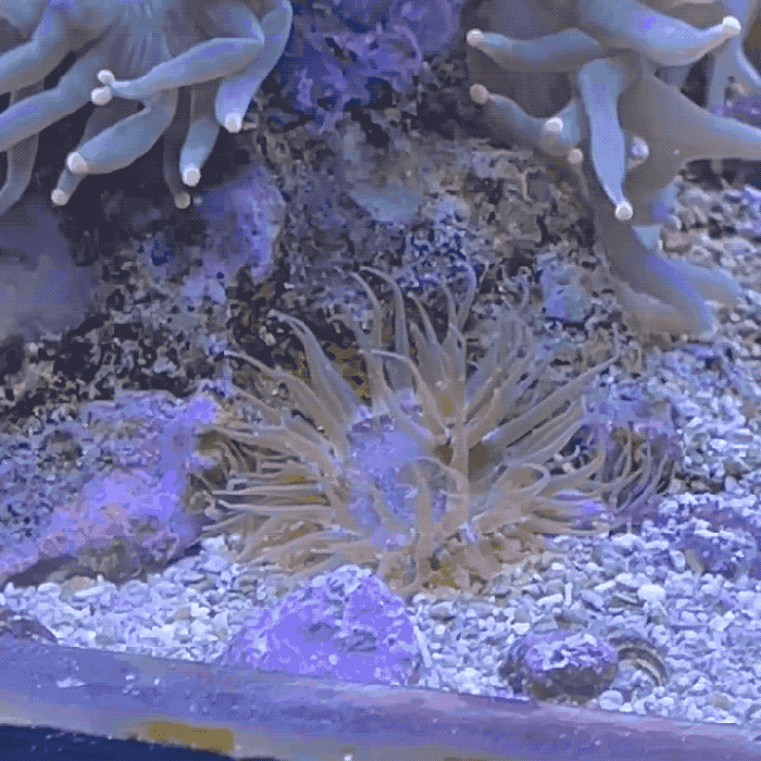 Majano Wand Aiptasia & Majano Remover | Chemical-Free Reef Aquarium Pest Removal Tool
