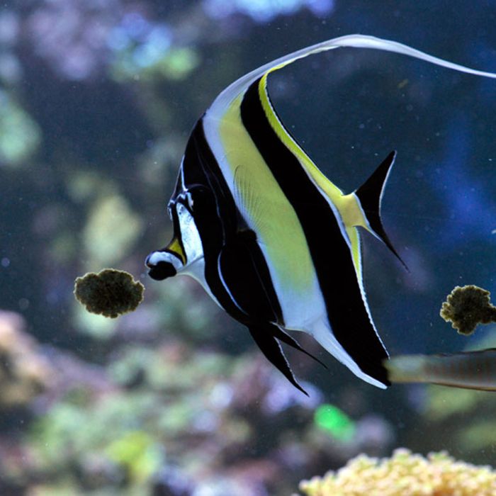 Easy Reefs Masstick Fish Food | Premium Adhesive Marine Fish & Coral Food