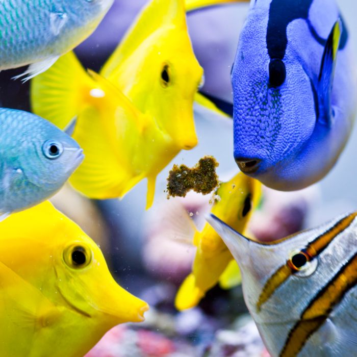 Easy Reefs Masstick Fish Food | Premium Adhesive Marine Fish & Coral Food
