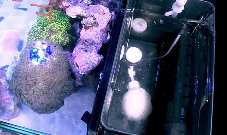 Red Sea MAX NANO G2 XL 33 Gallon Complete Reef Aquarium with Black Cabinet