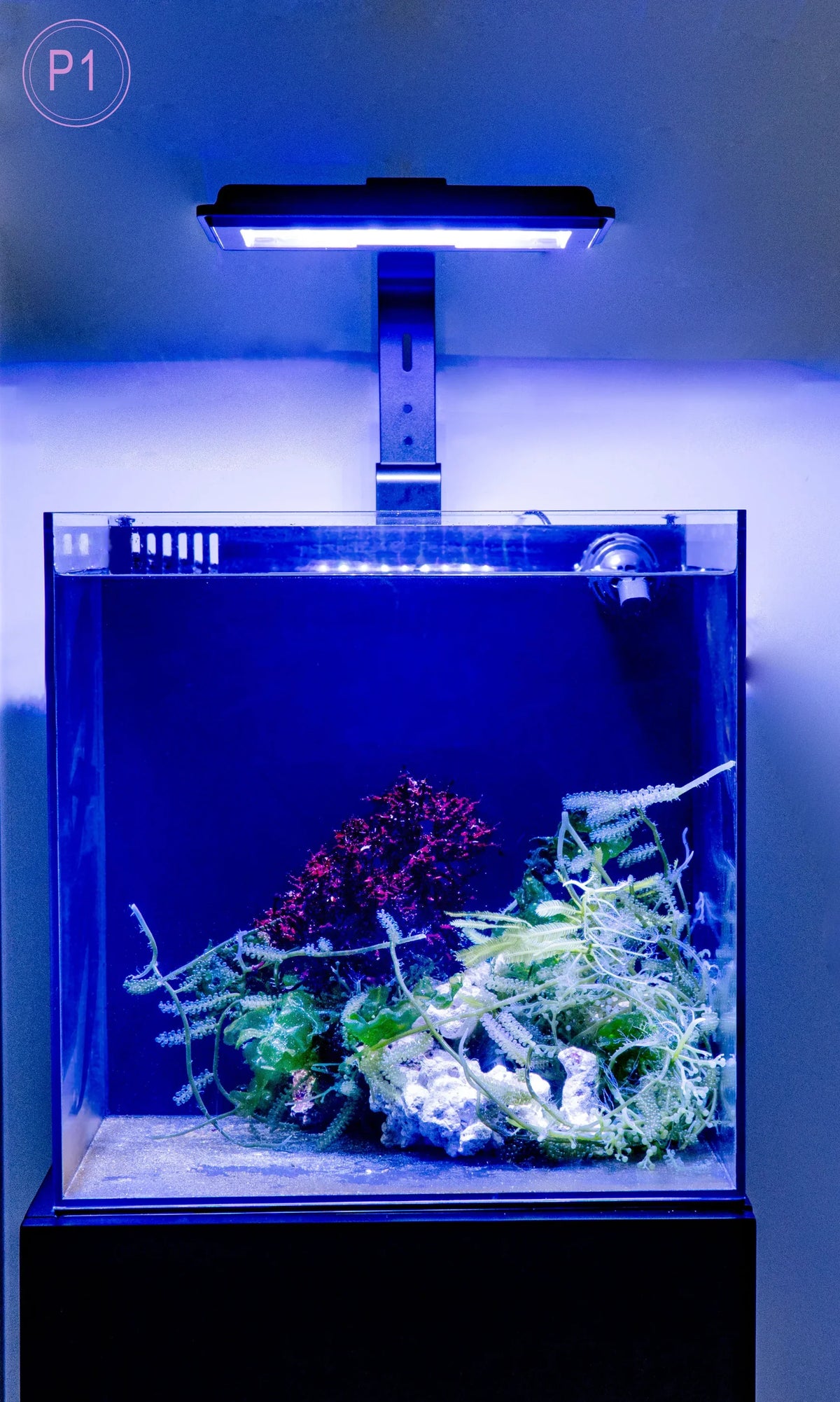 Maxspect JUMP MJ-L230R LED Refugium Light — manufacturer product detail