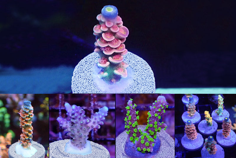 Maxspect Nano-Tech Bio-Plug Coral Frag Plugs — manufacturer product detail