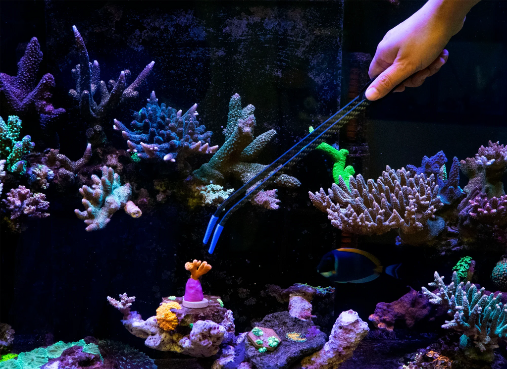 Maxspect Coral Tweezers — original coral tweezers in use