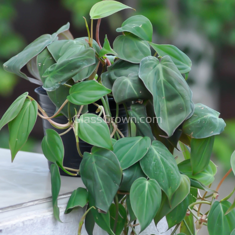 Philodendron Micans Stem Rooted Stems or Pots