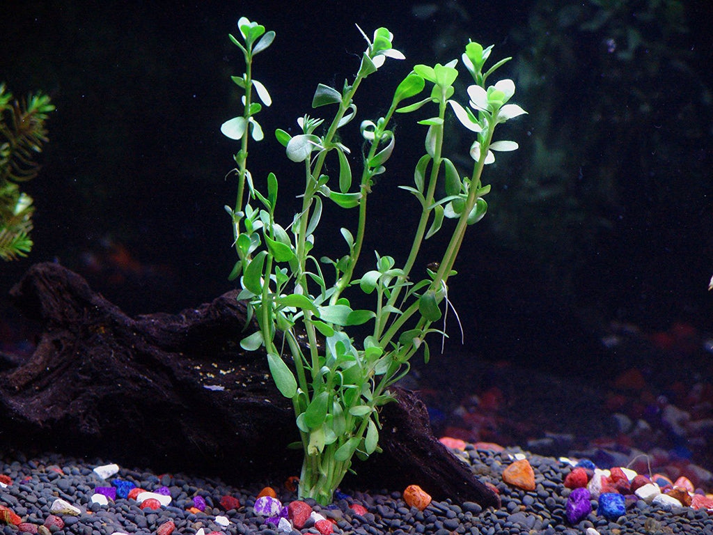 8 Species Aquarium Plants Bundle – Anacharis, Hornwort, Amazon Sword, Moneywort, Ludwigia and Cryptocoryne