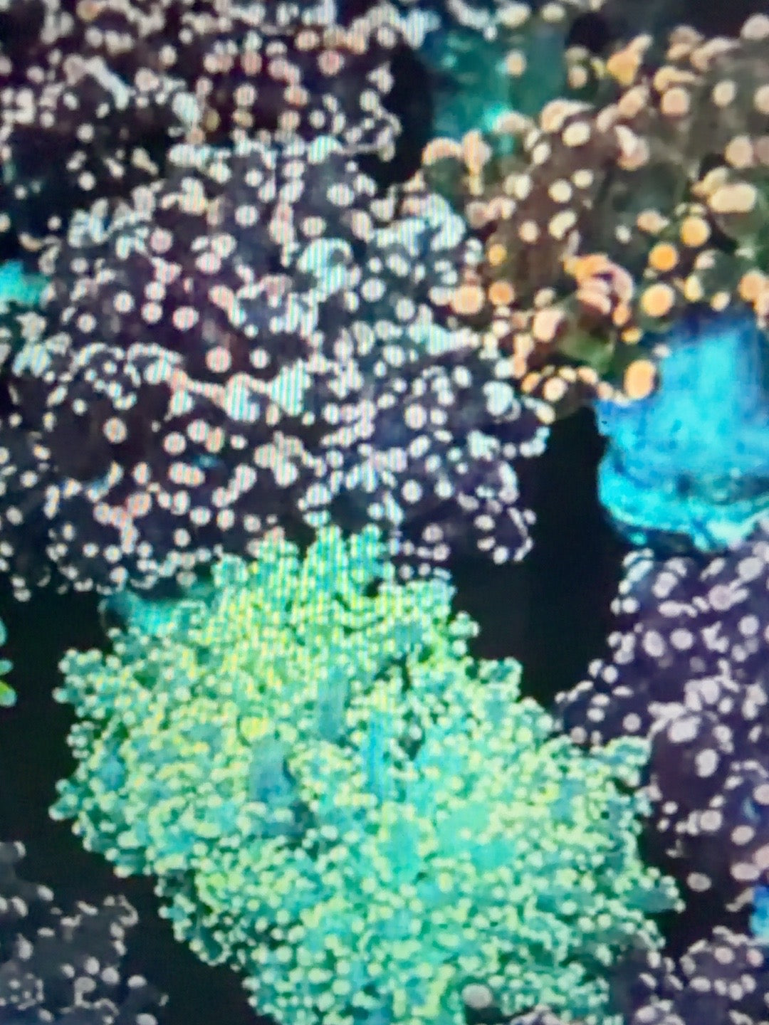 Representative Mystery Frogspawn corals; supplier selection varies, not WYSIWYG