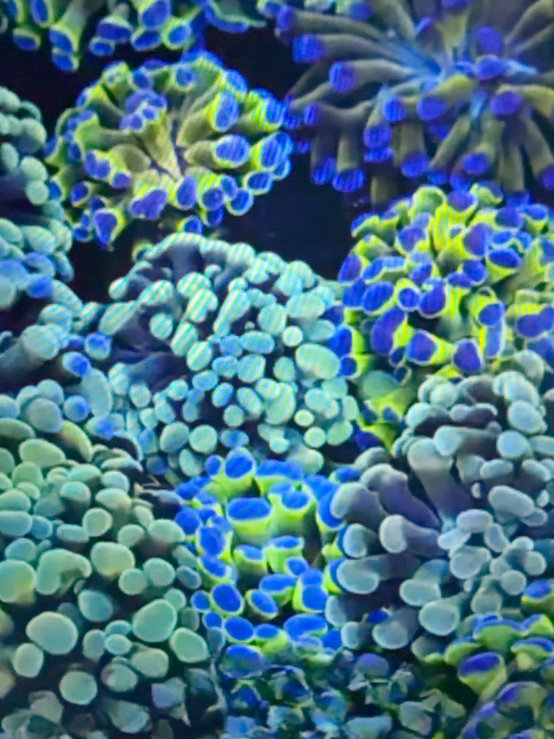 Representative examples of Mystery Gold Hammer corals; supplier selection varies, not WYSIWYG