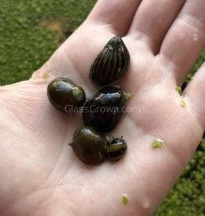5x Assorted Nerite Snails