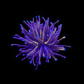 New York Knicks Gold Torch Coral – 1–2 Heads – Live LPS Coral