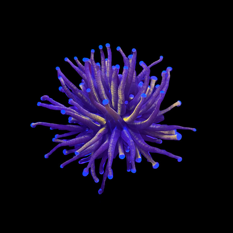 New York Knicks Gold Torch Coral – 1–2 Heads – Live LPS Coral