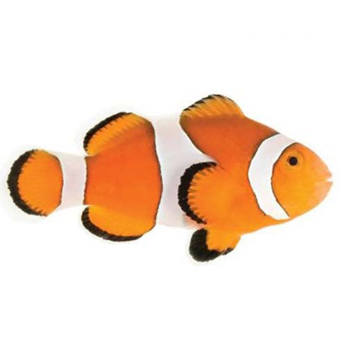 ORA Captive-Bred Ocellaris Clownfish – Medium (Amphiprion ocellaris)