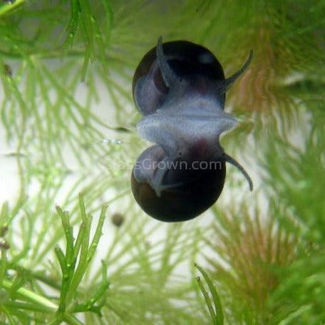 5x Assorted Nerite Snails