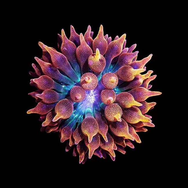 ORA aquacultured Acid Wash Rose Bubbletip Anemone