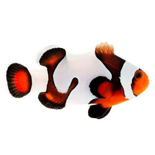 ORA Captive-Bred Mocha Gladiator Ocellaris Clownfish – Small (Amphiprion ocellaris)