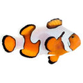 ORA Gladiator Ocellaris Clownfish – Captive-Bred Small