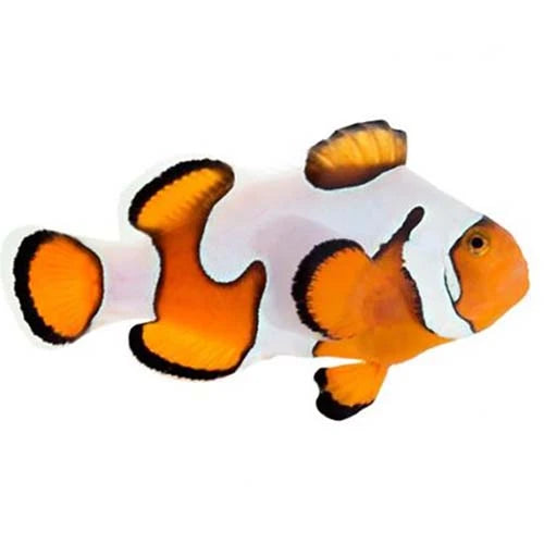 ORA Gladiator Ocellaris Clownfish – Captive-Bred Small