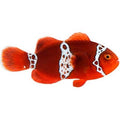ORA Lightning Maroon Clownfish – Captive-Bred