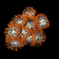 ORA Aquacultured Orange Zoanthid Coral – Small – Live Soft Coral