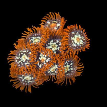 ORA Aquacultured Orange Zoanthid Coral – Small – Live Soft Coral