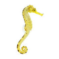 ORA Captive-Bred Tigertail Seahorse – Hippocampus comes – Unsexed