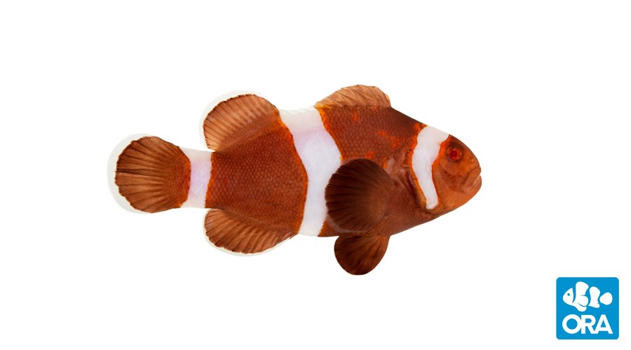 ORA Captive-Bred Zombie Ocellaris Clownfish Pair