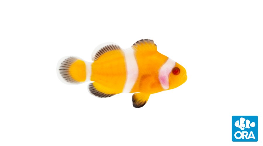 ORA Captive-Bred Zombie Ocellaris Clownfish Pair