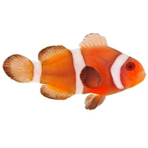ORA Captive-Bred Zombie Ocellaris Clownfish Pair