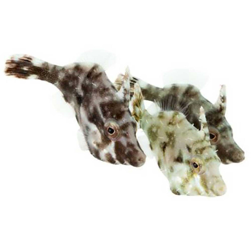 ORA Captive-Bred Aiptasia-Eating Filefish – Small (Acreichthys tomentosus)