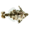 ORA Captive-Bred Aiptasia-Eating Filefish – Small (Acreichthys tomentosus)