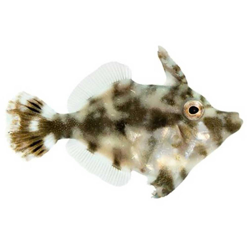 ORA Captive-Bred Aiptasia-Eating Filefish – Small (Acreichthys tomentosus)