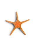 Orange Double Tile Starfish (Iconaster longimanus)