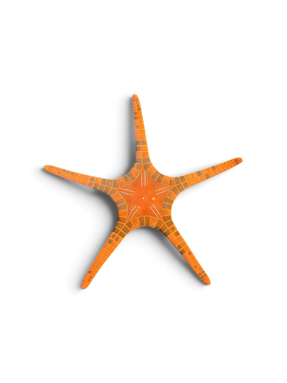 Orange Double Tile Starfish (Iconaster longimanus)