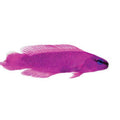 ORA Captive-Bred Orchid Dottyback (Pseudochromis fridmani)