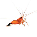 ORA Captive-Bred Peppermint Shrimp – 3 Pack (Lysmata sp.)