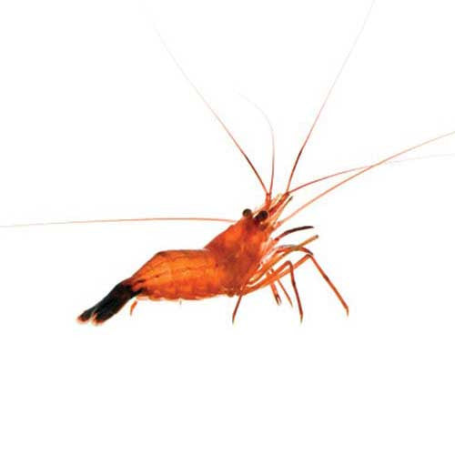 ORA Captive-Bred Peppermint Shrimp – 3 Pack (Lysmata sp.)