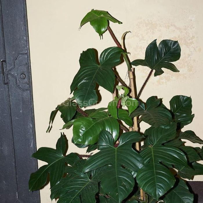 Philodendron Squamiferum RARE Stems of Pots