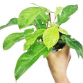 Philodendron Squamiferum RARE Stems of Pots