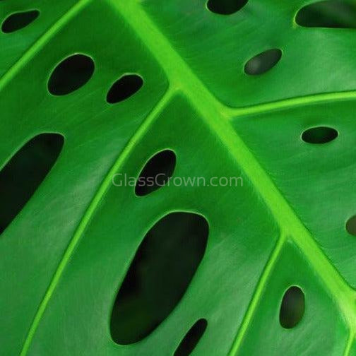 Swiss Cheese Vine Rooted Stems or Pots