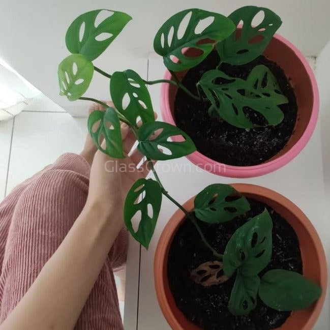 Swiss Cheese Vine Rooted Stems or Pots