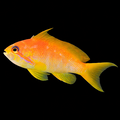 Representative Lyretail Anthias; actual appearance and sex vary
