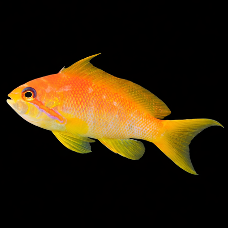 Representative Lyretail Anthias; actual appearance and sex vary