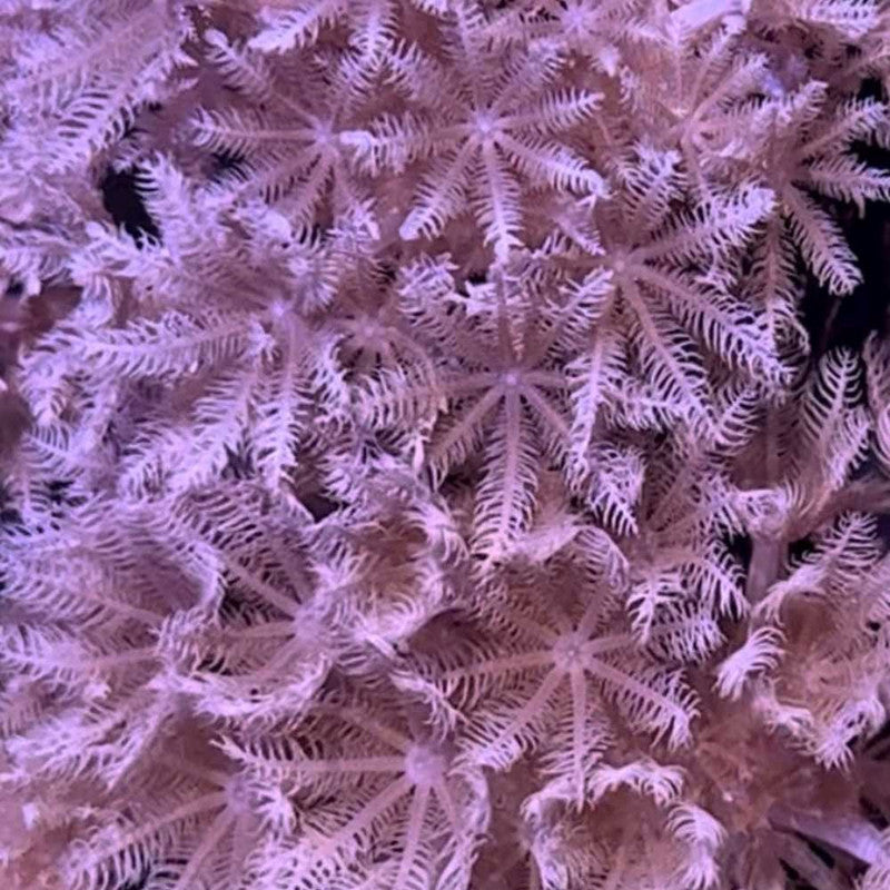 Pulsing Xenia Coral – Small – Live Soft Coral