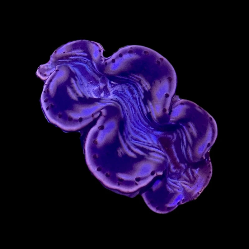 First Grade Purple Maxima clam; representative specimen