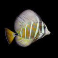 Sailfin Tang – Zebrasoma veliferum – 2.25–3.25"