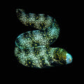 Snowflake Moray Eel (Echidna nebulosa) – Live Saltwater Fish – 4–7"